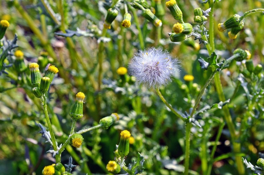 Бурьян на участке