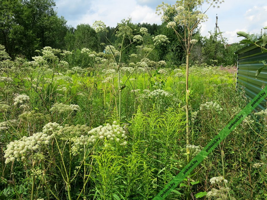 Бурый бурьян