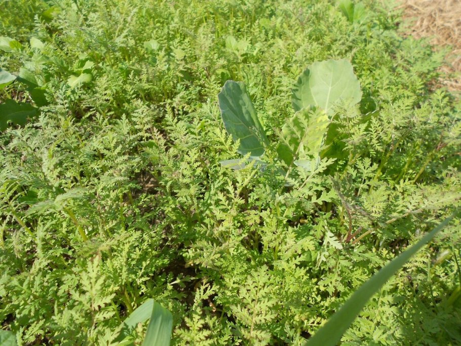 Сорняк в огороде