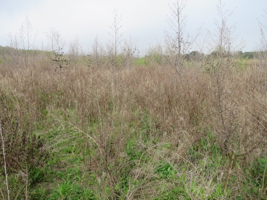 Сегетальная растительность