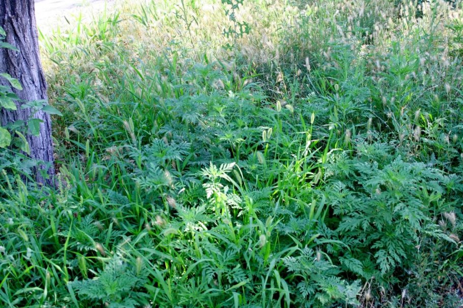 Геннадий бурьян