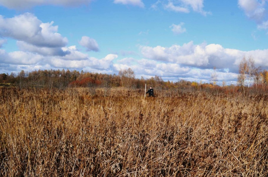 Жирновник сорняк