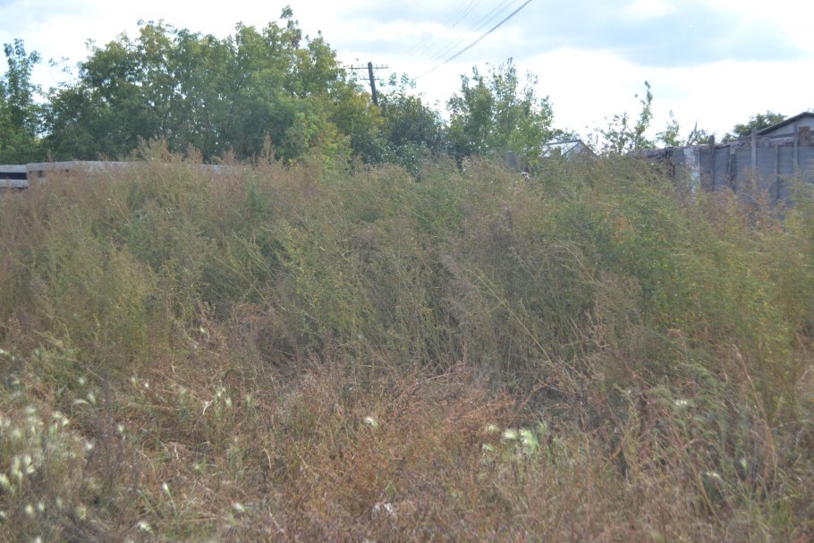 Бурьян породил бурьян