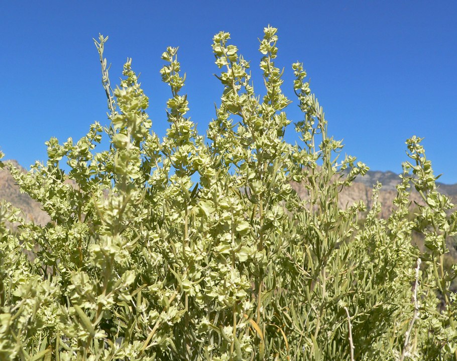 Atriplex Cana