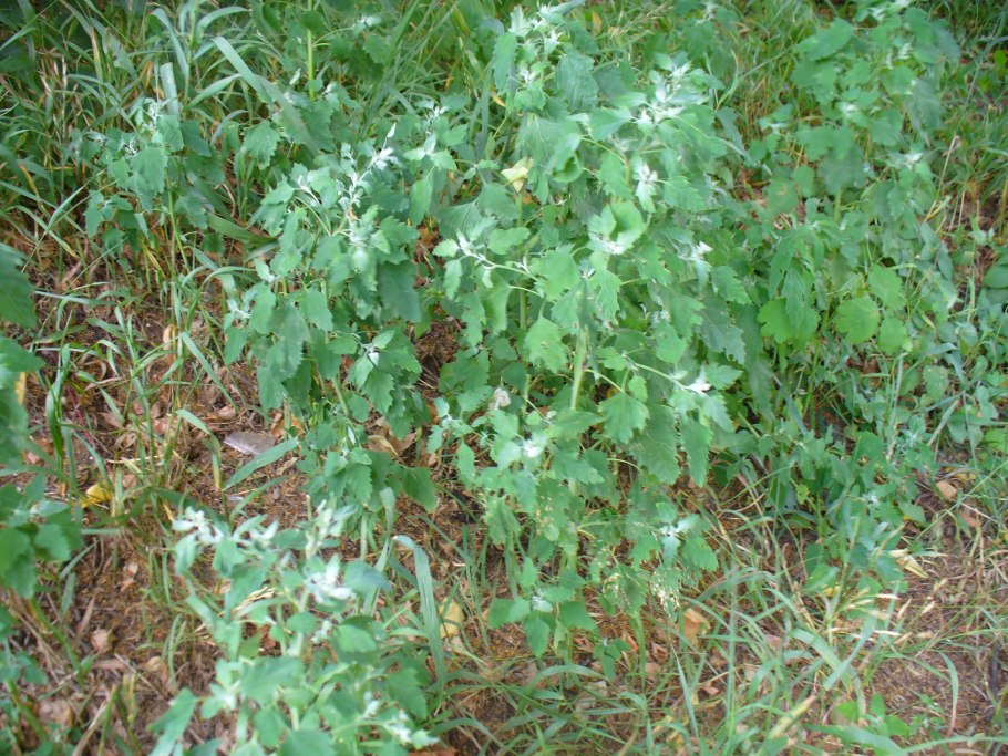 Лебеда соляная