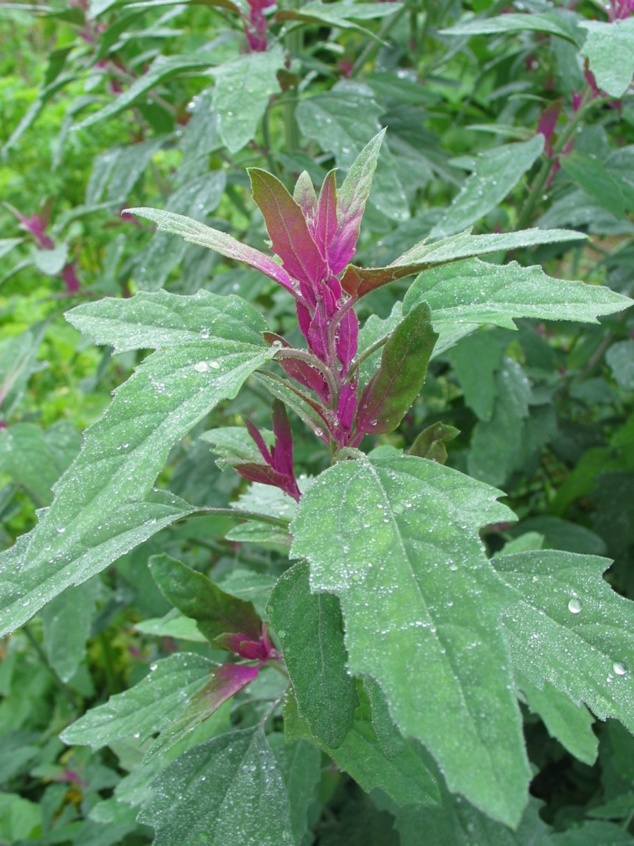 Atriplex sagittata