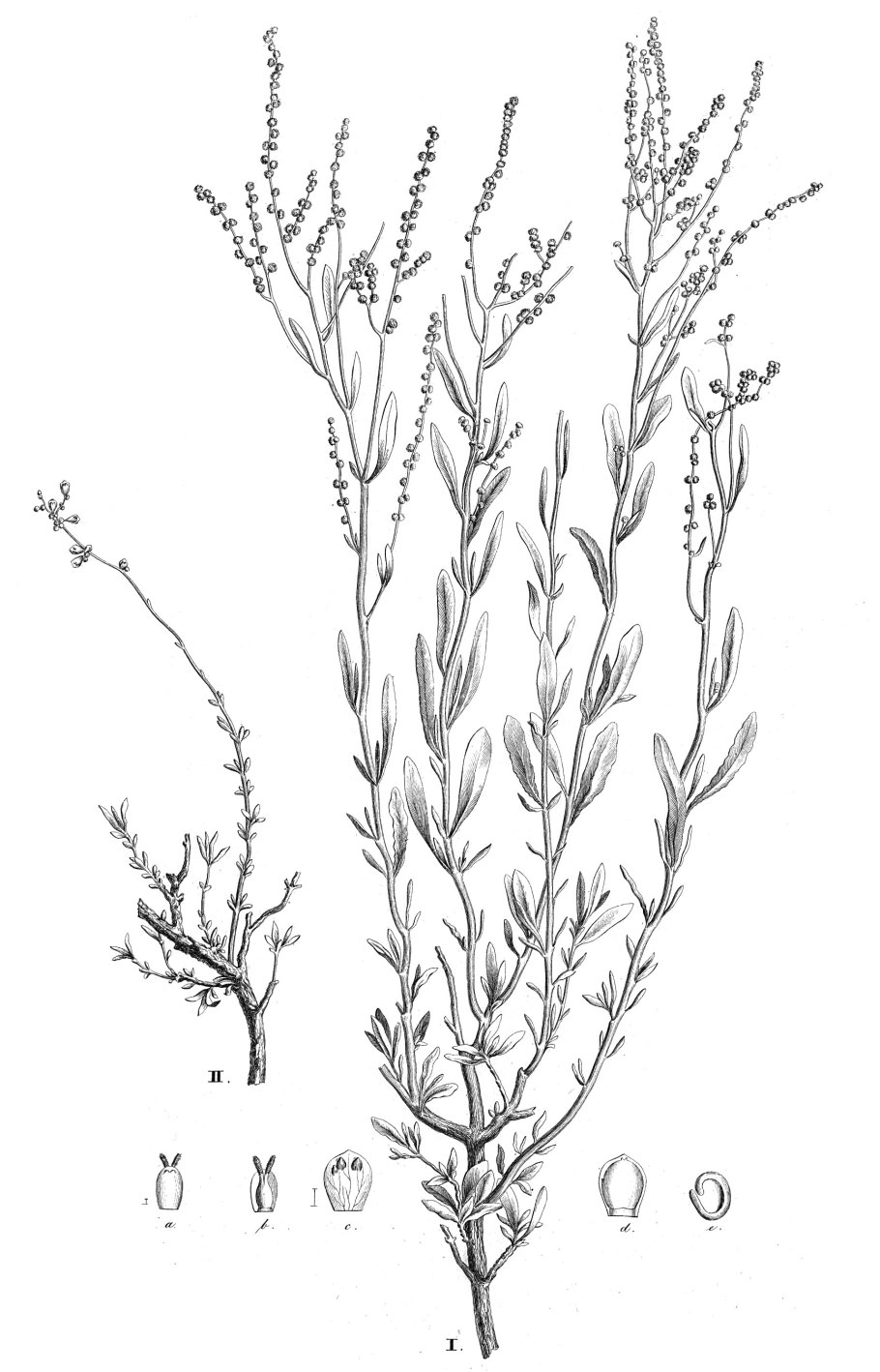 Марь белая (Chenopodium album)