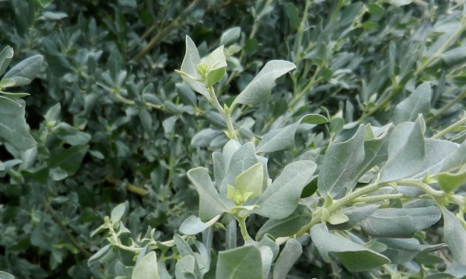 Марь белая трава(лебеда)