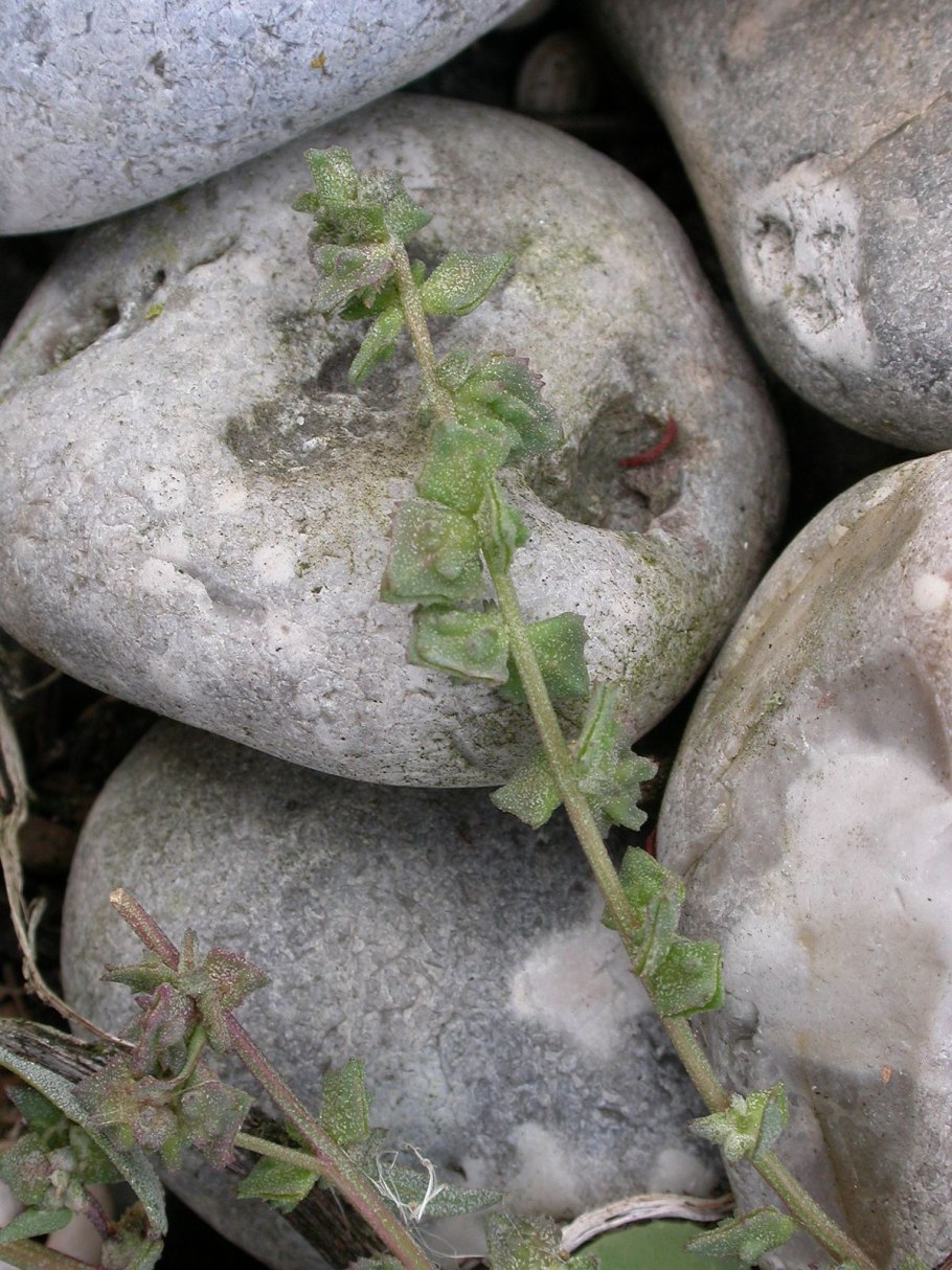 Похожа на лебеду