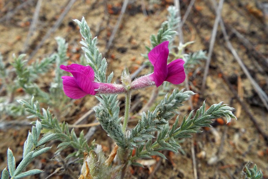 Остролодочник остролистный oxytropis oxyphylla