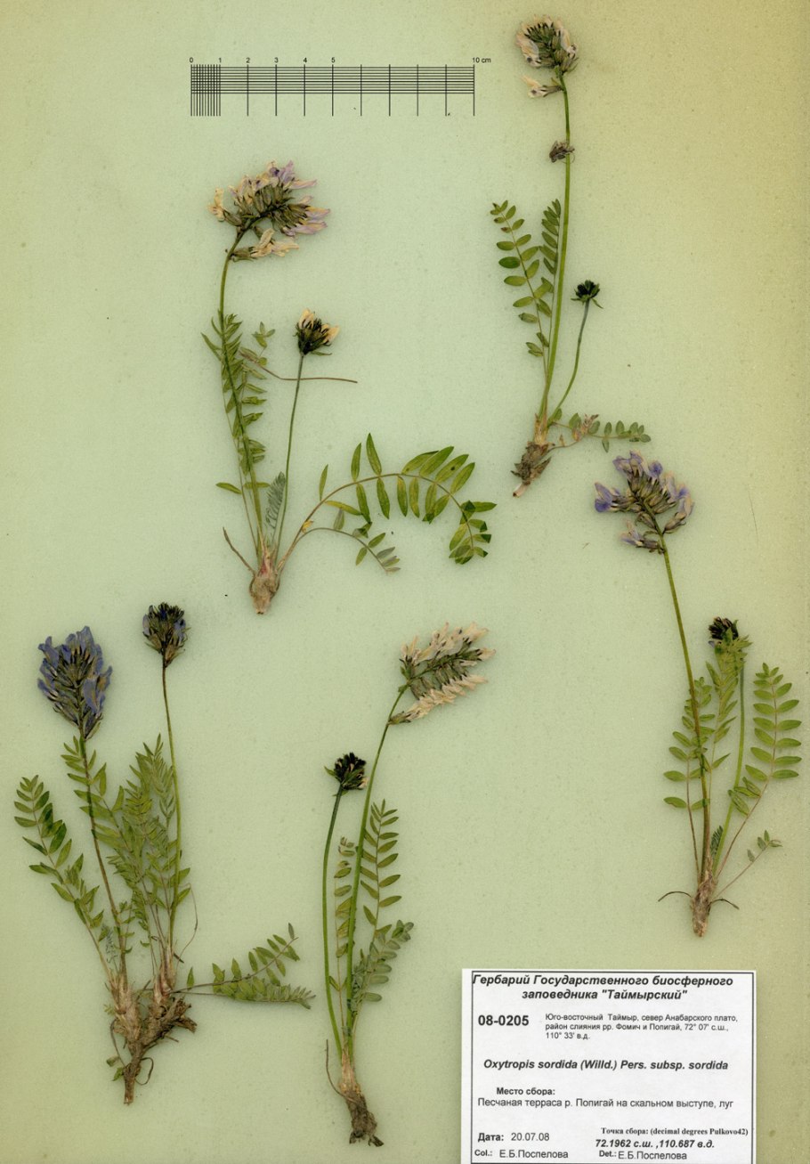 Остролодочник волосистый