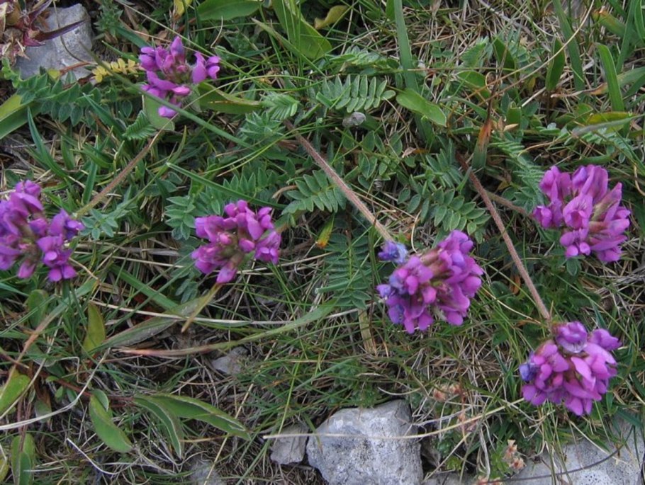 Остролодочник Палласа