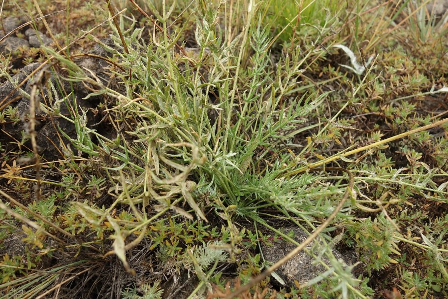 Oxytropis eriocarpa