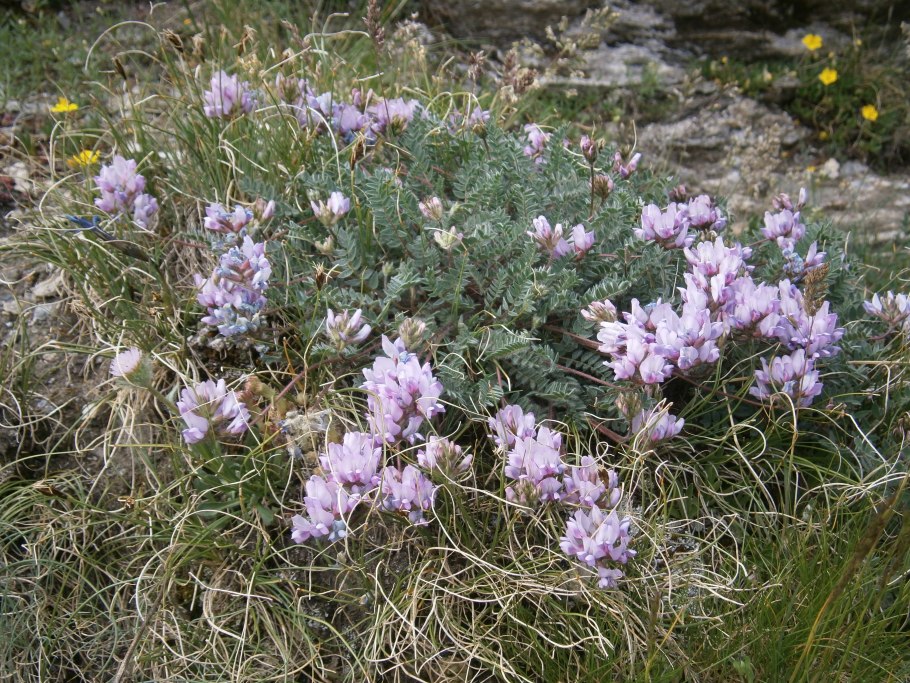 Oxytropis Campestris