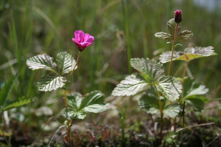 Остролодочник Ханкайский