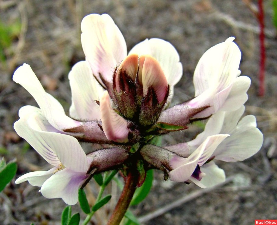 Oxytropis sordida