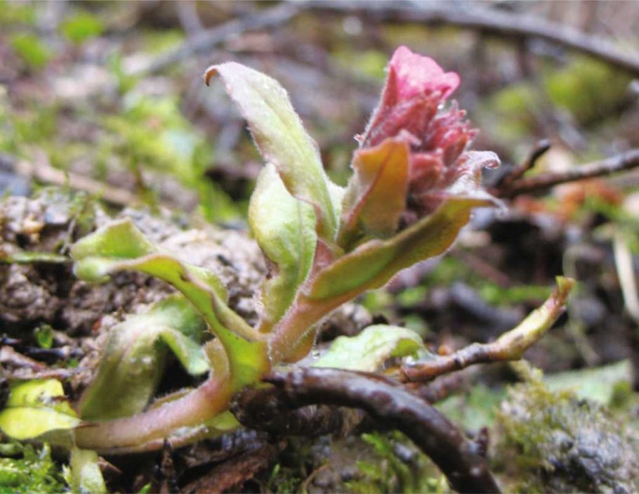 Остролодочник шишковидный