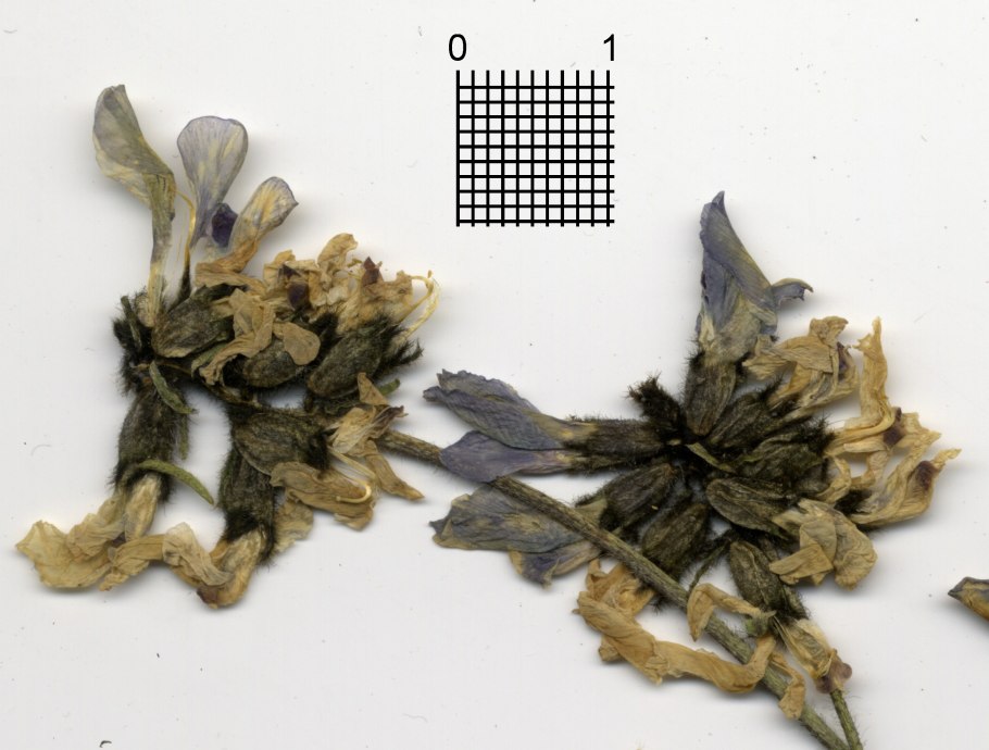 1200*1920 Остролодочник семена выращивание