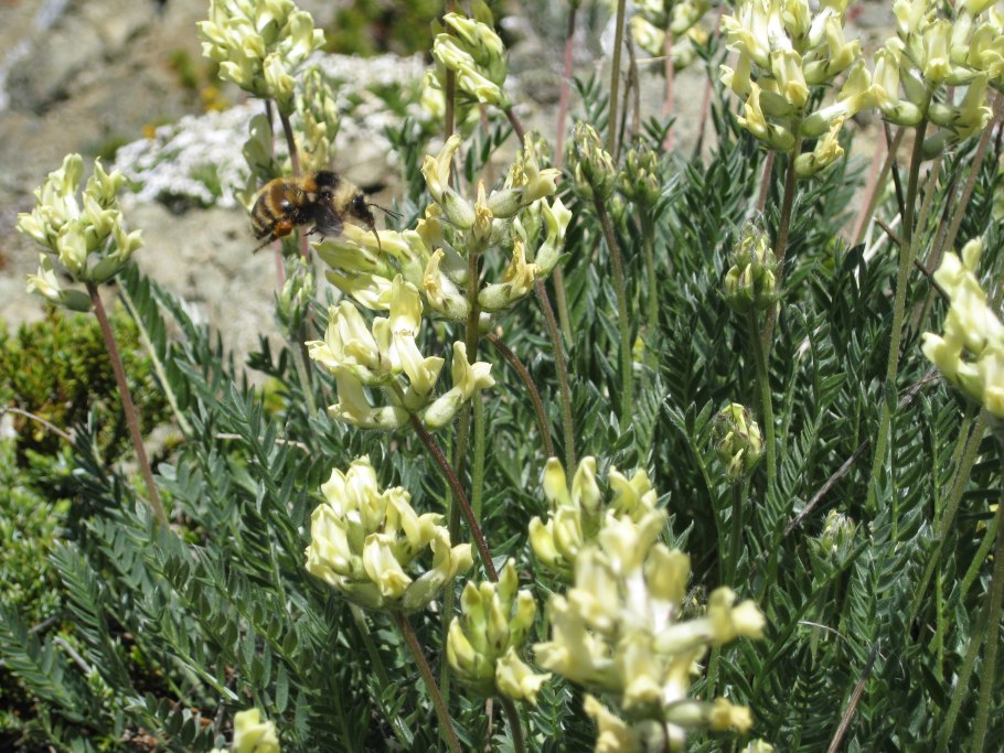 Oxytropis pilosa