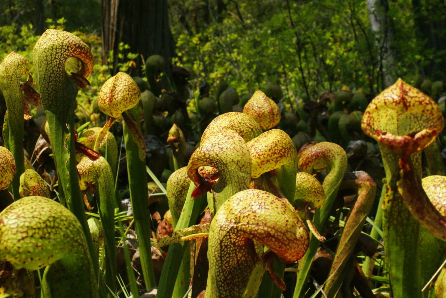 Дарлингтония Калифорнийская (Darlingtonia californica)