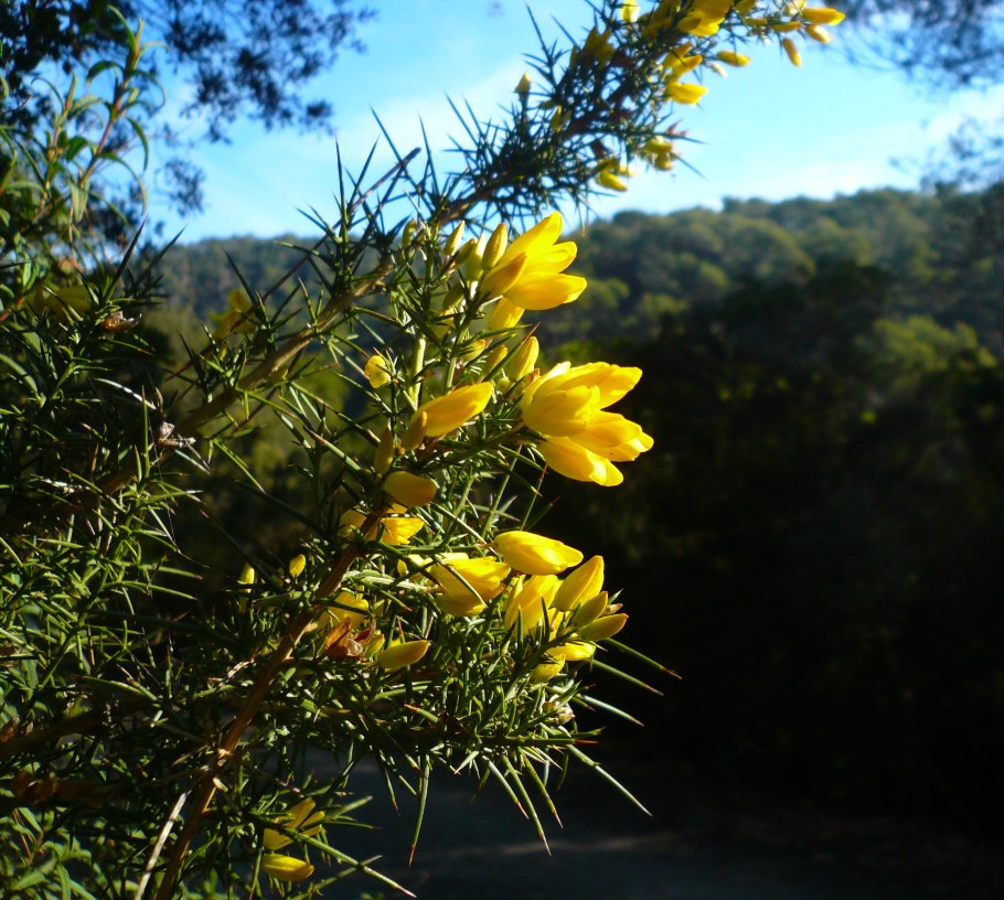 Старинные Ботанические иллюстрации