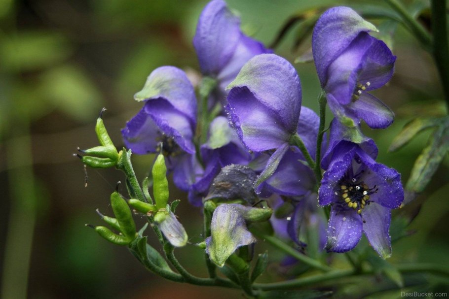 Птеридофиллум Pteridophyllum