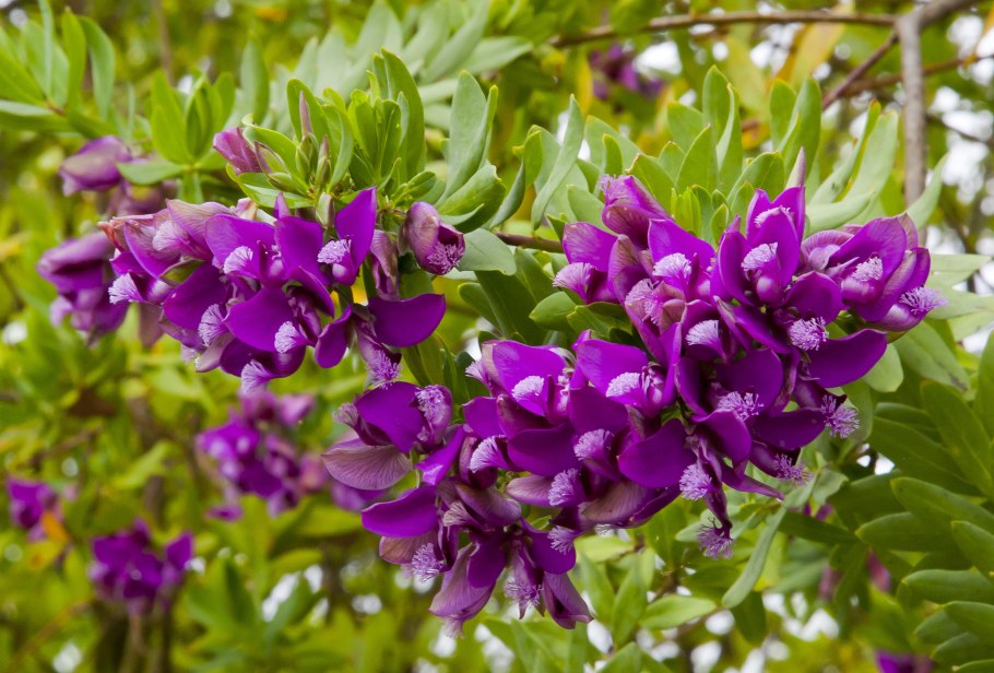 Ломонос ботаника