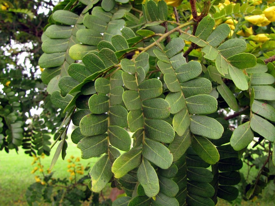 Корень Солодка Glycyrrhiza glabra