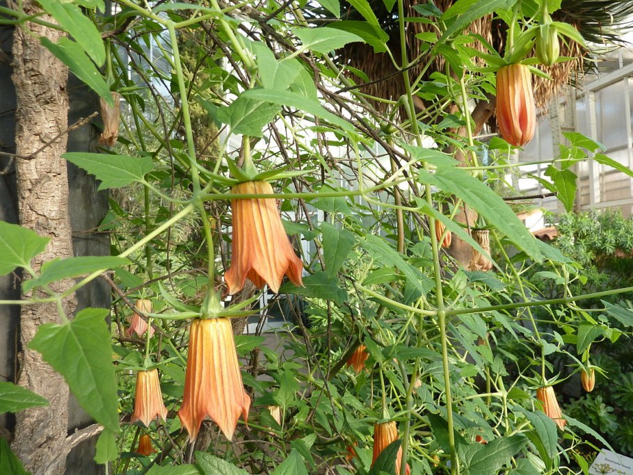 Канарина Быйансу