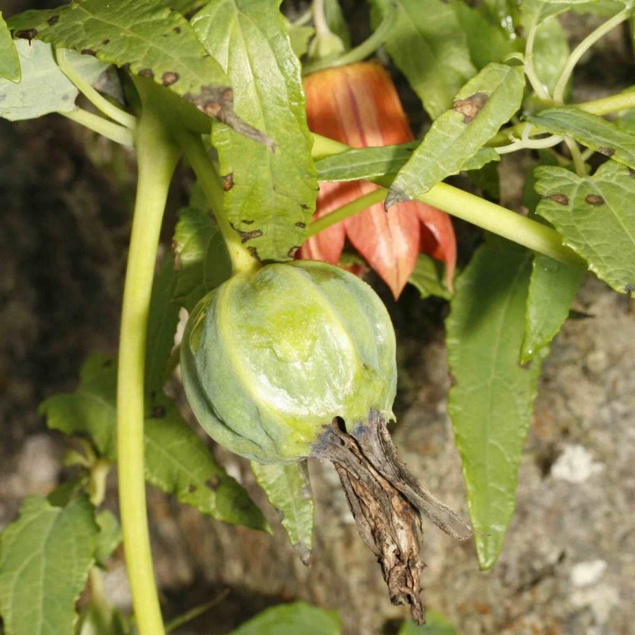 Canarina как выглядят семена