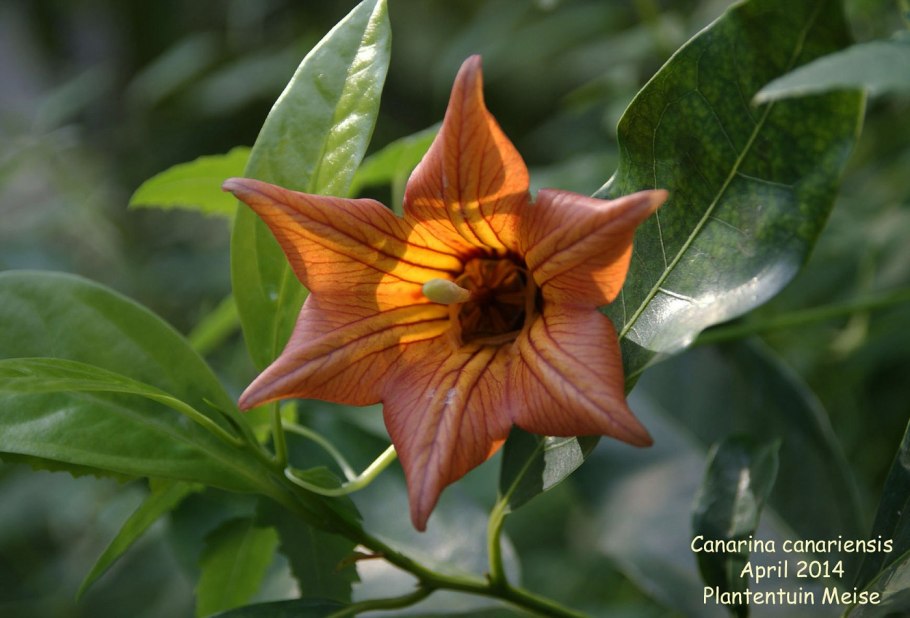 Isoplexis canariensis