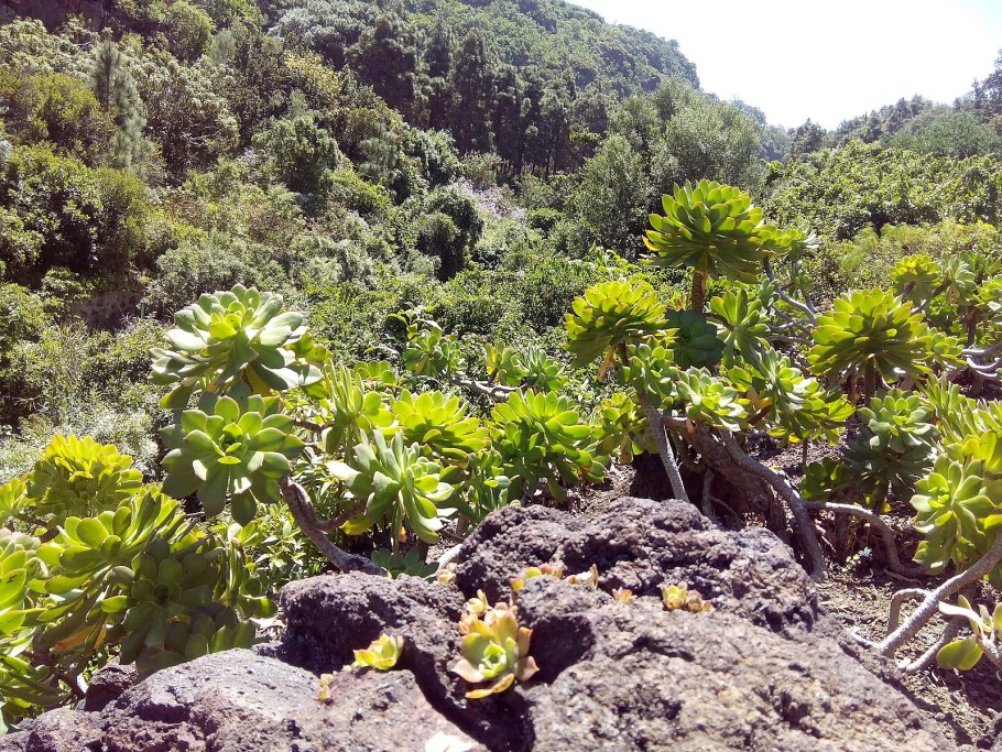 Гран-Канария растительность