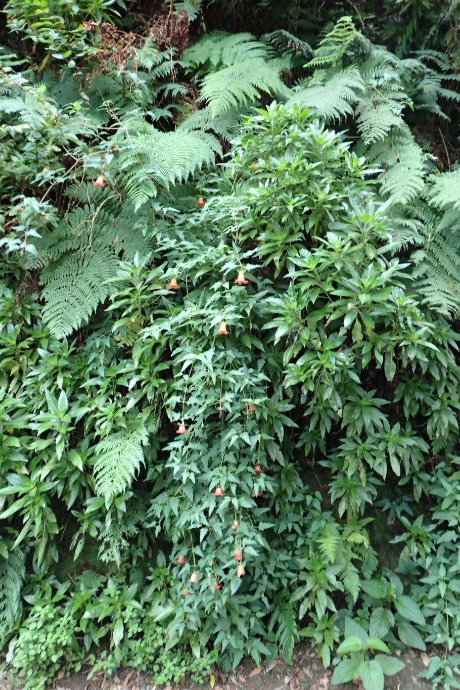 Пирамиды Sambaqui Бразилия