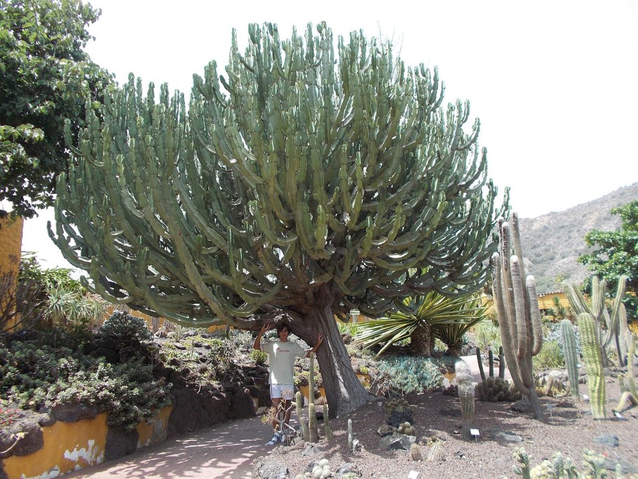Канарина Канарская Canarina canariensis