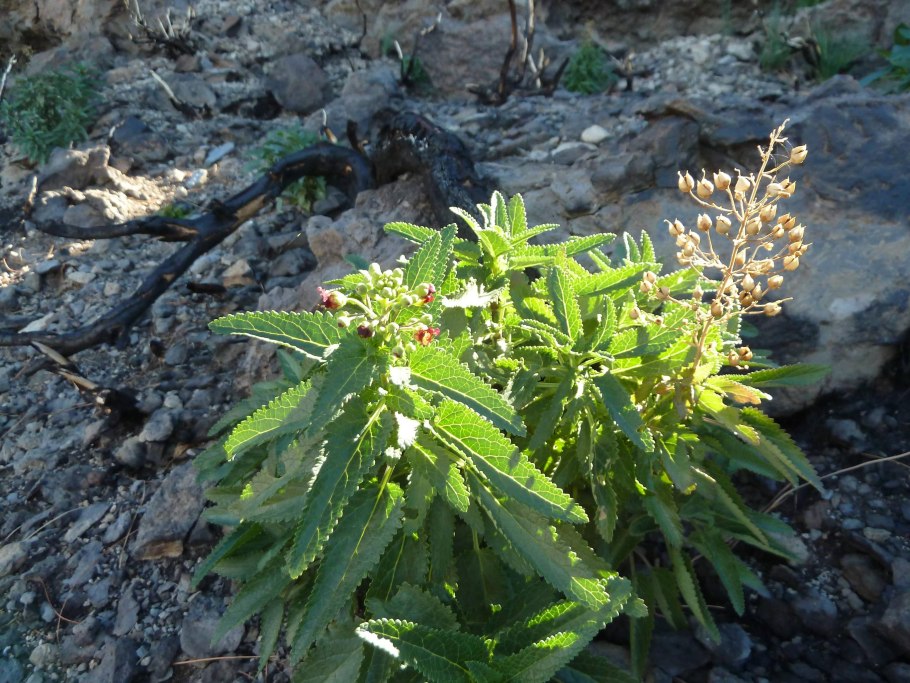 Канарская сосна Испания