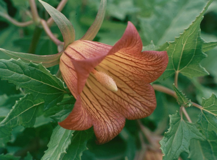 Канарина Канарская Canarina canariensis