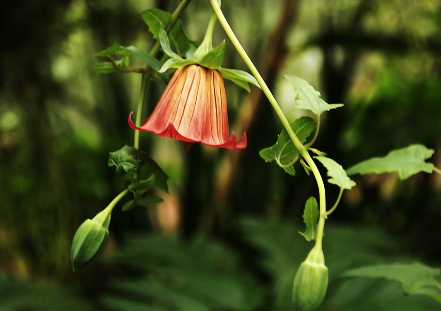 Канарина Канарская Canarina canariensis