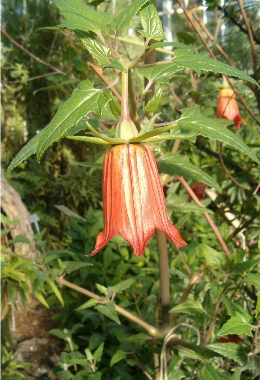 Canarina canariensis