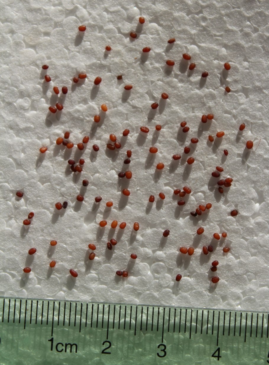 Канарская борзая Поденко Канарио