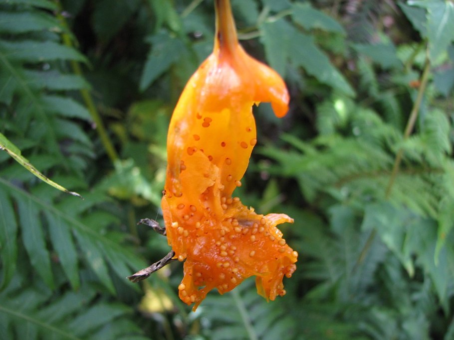 Канарский Ботанический сад Виера-и-Клавихо