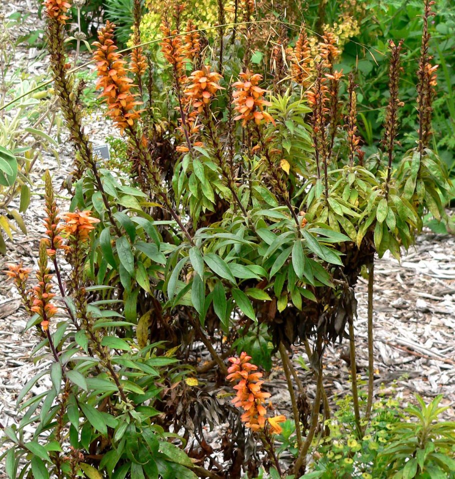 Isoplexis canariensis