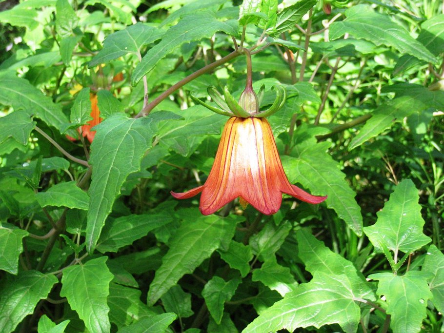 Canarina canariensis