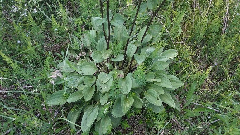 Подорожник Крашенинникова (Plantago krascheninnikovii)