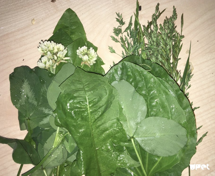 Plantago Psyllium сырье