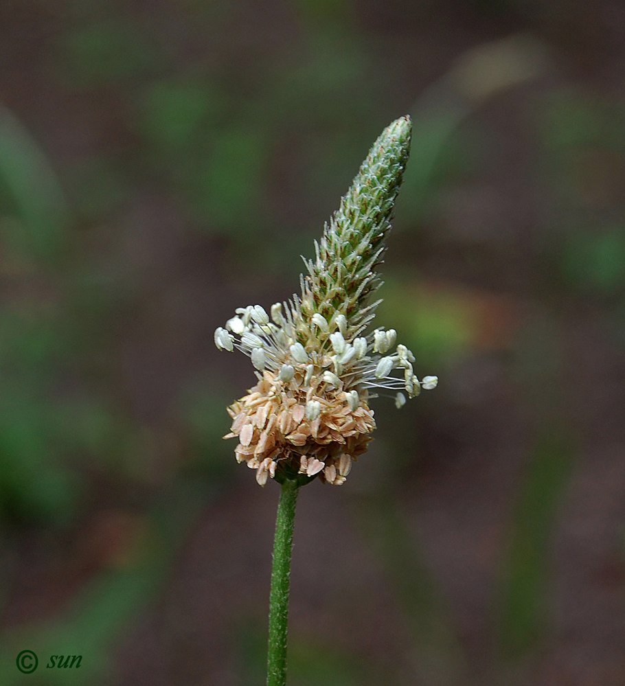 Plantago ovata подорожник яйцевидный