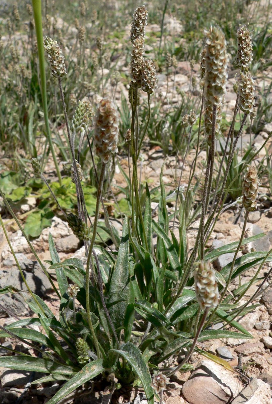 Подорожник Psyllium