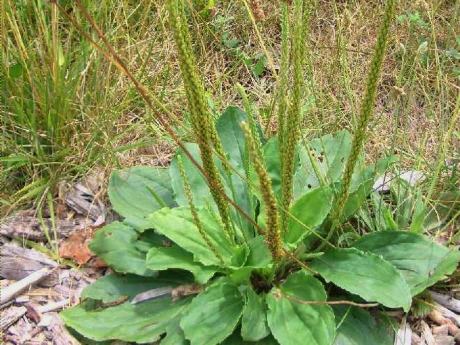 Plantain подорожник