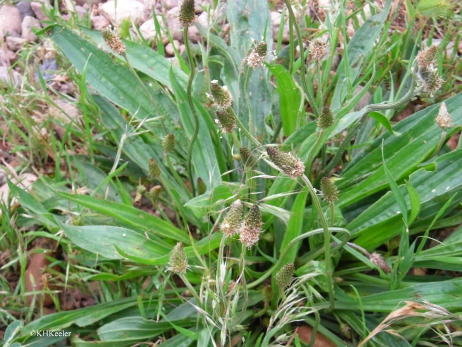 Подорожник variegata