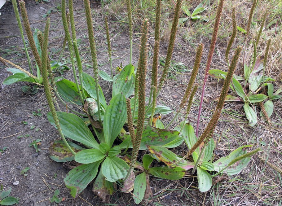 Plantago Psyllium