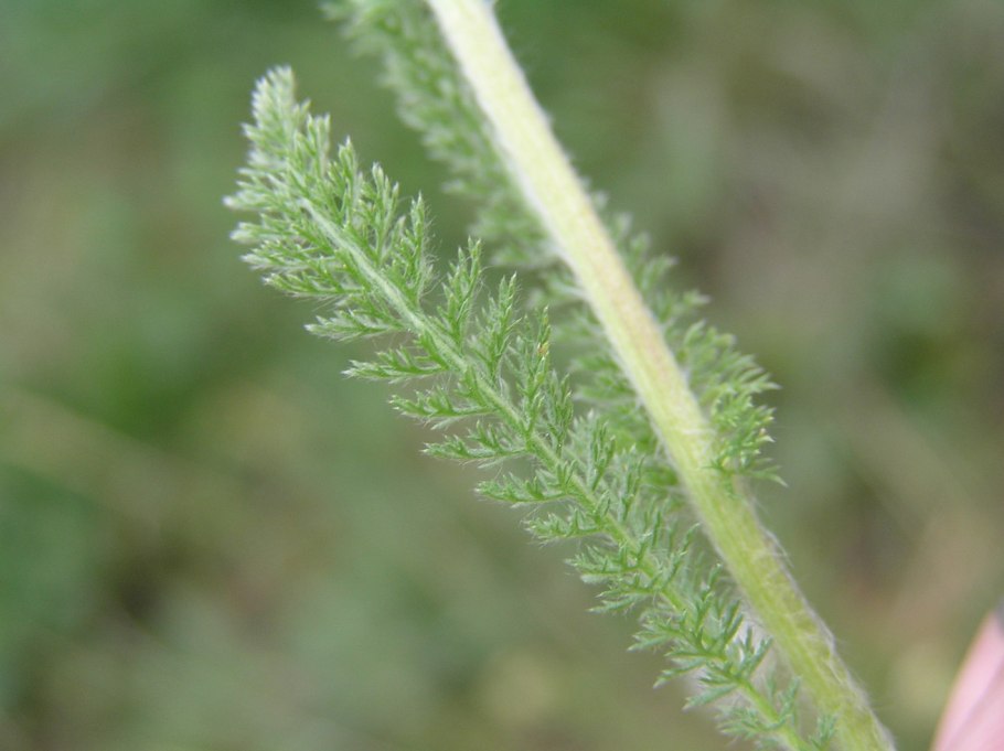 Тысячелистник благородный